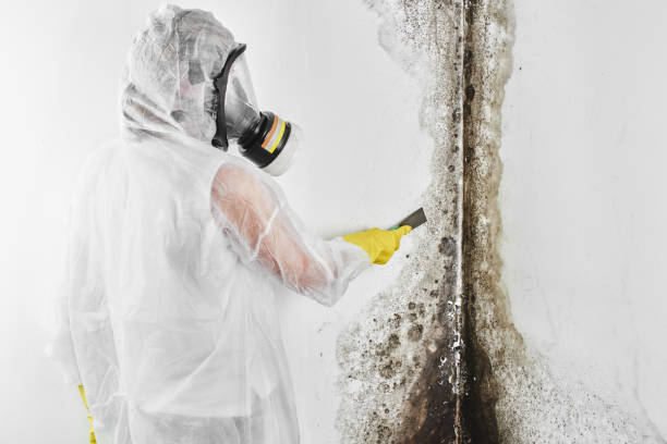 Best Basement Mold Remediation in Lebanon, VA