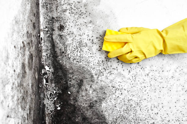 Best Insurance-Related Mold Remediation in Lebanon, VA