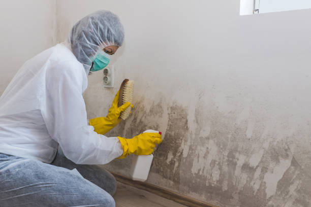 Best HVAC Mold Remediation in Lebanon, VA