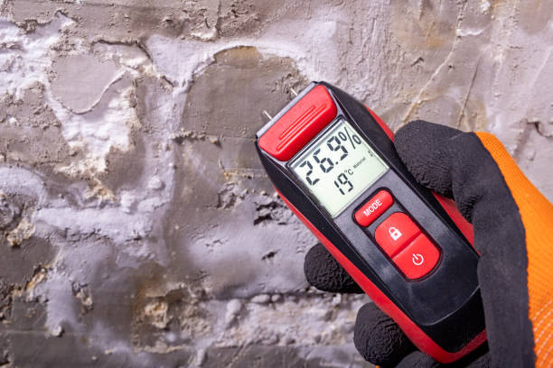 Professional Mold Remediation in Lebanon, VA