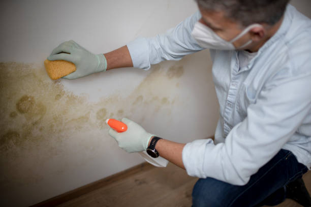 Best Kitchen Mold Remediation in Lebanon, VA