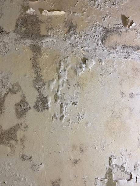 Best Bathroom Mold Remediation in Lebanon, VA