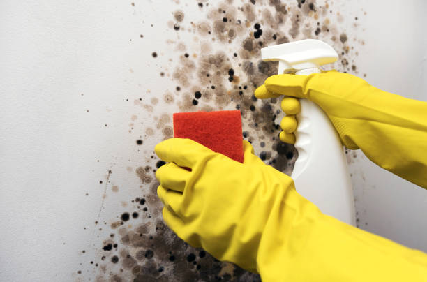 Trusted Lebanon, VA Mold Remediation Experts