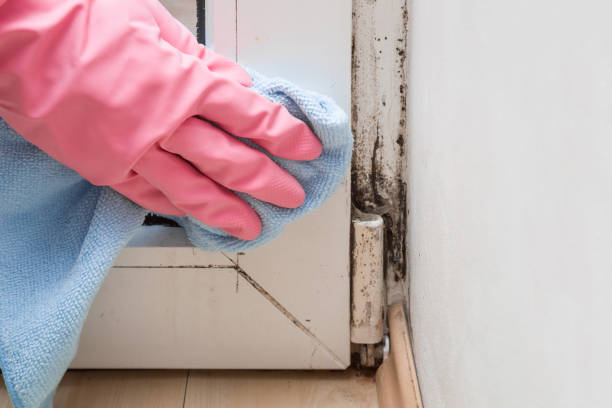 Best Bathroom Mold Remediation in Lebanon, VA