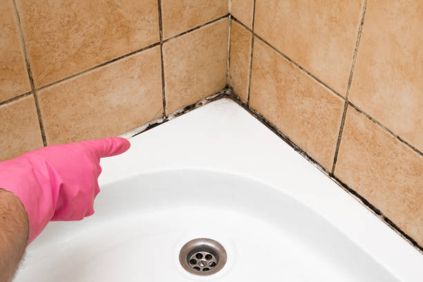 Best Attic Mold Remediation in Lebanon, VA