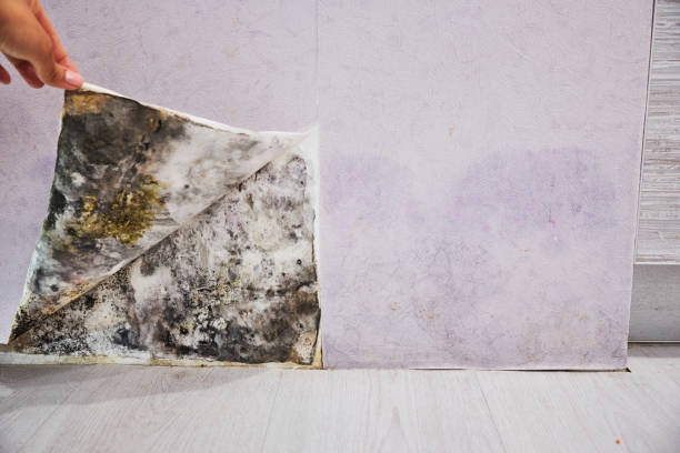 Best Industrial Mold Remediation in Lebanon, VA